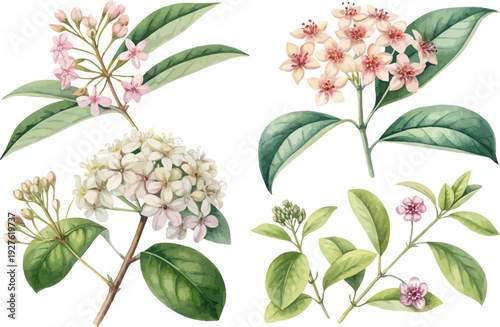 Watercolor Hoya Flower Illustration, Wax Vine Botanical Art, vector illustration isolated on white background