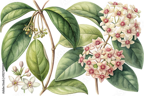 Watercolor Hoya Flower Illustration, Wax Vine Botanical Art, vector illustration isolated on white background