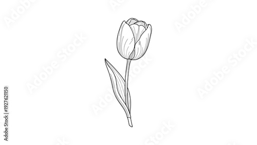 Detailed hand drawn illustration of a single tulip flower in a vintage engraved or stippled style isolated on white background.