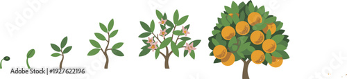 Orange tree life cycle illustration, seed to fruit stages, plant growth process, agriculture concept, farming education, botanical development, nature learning
