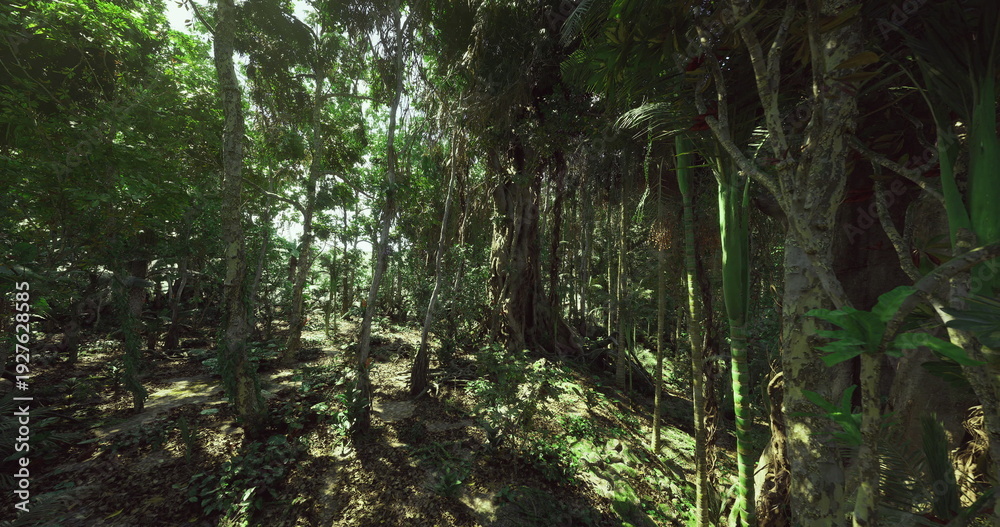 Obraz premium Sunlit jungle glade with hanging vines, epiphytecovered branches and soft moss carpet, filtered beams creating calm pockets of light, ideal setting