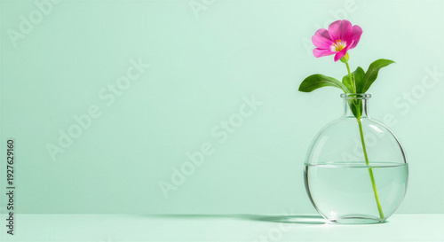 Flower in water vase, calm mood, minimalist style on soft green background