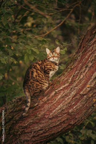 A beautiful Bengal cat among foliage and trees. Domestic cat hunting in the forest