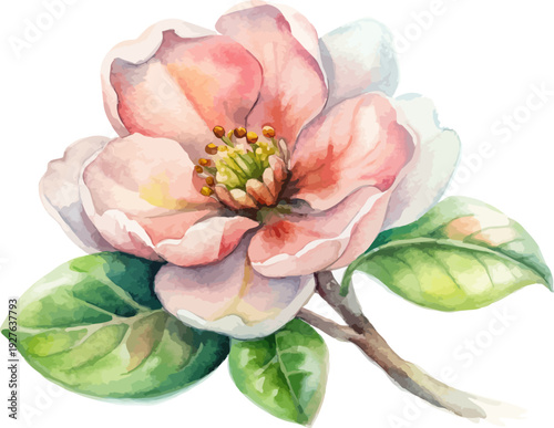 Watercolor Quince Blossom Illustration, Spring Tree Flower Botanical, vector isolated on white background
