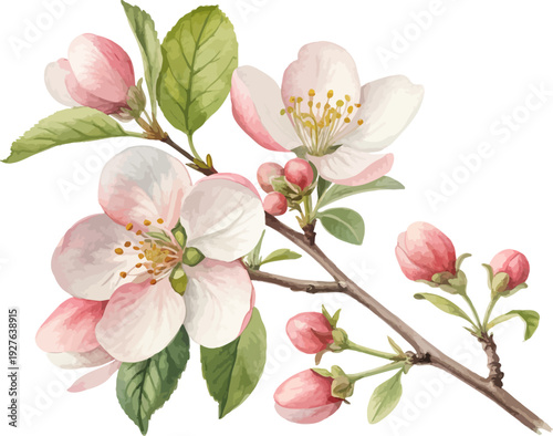 Watercolor Quince Blossom Floral Element, Spring Flower Botanical Illustration Isolated on White Background