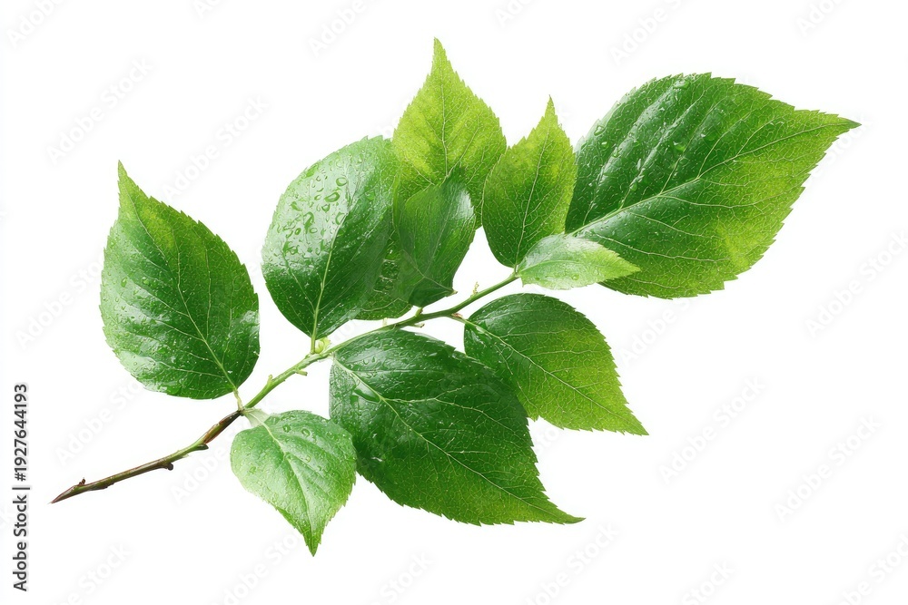 Fototapeta premium Vivid, isolated branch showcasing lush green leaves with visible water droplets