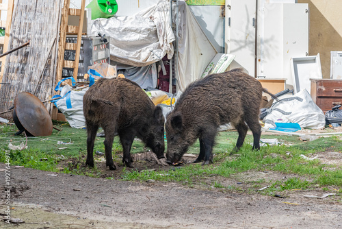 Wild boars walking and feeding in a residential urban area near buildings and parked car. Wildlife adapting to city environment and human presence.