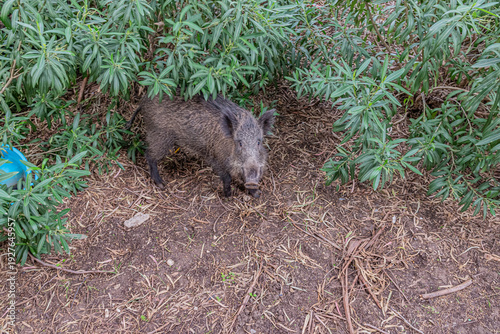 Wild boars walking and feeding in a residential urban area near buildings and parked car. Wildlife adapting to city environment and human presence.