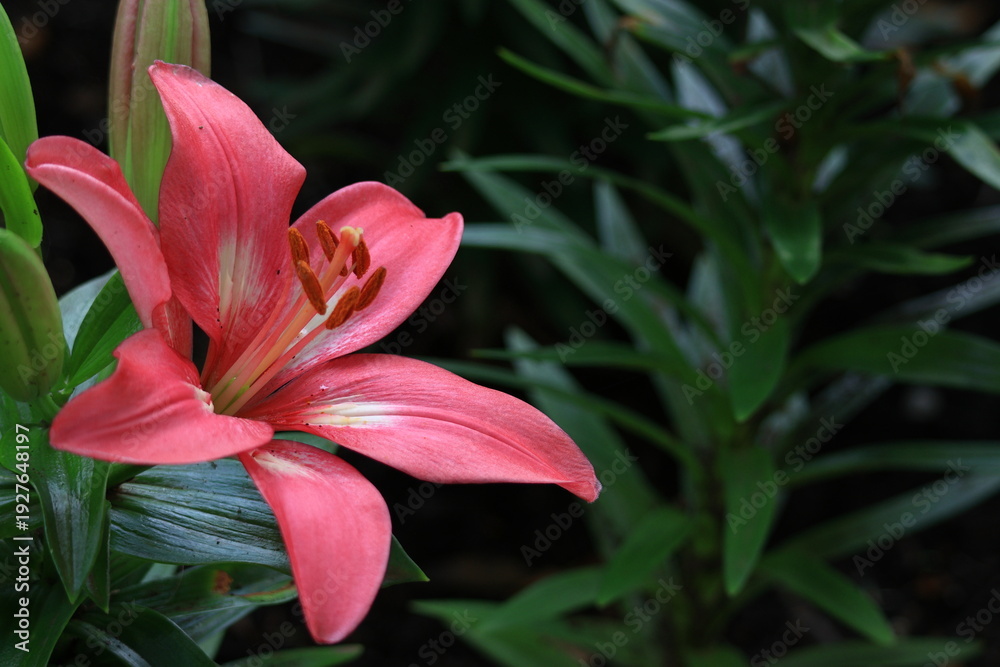 Obraz premium 純潔を象徴する花