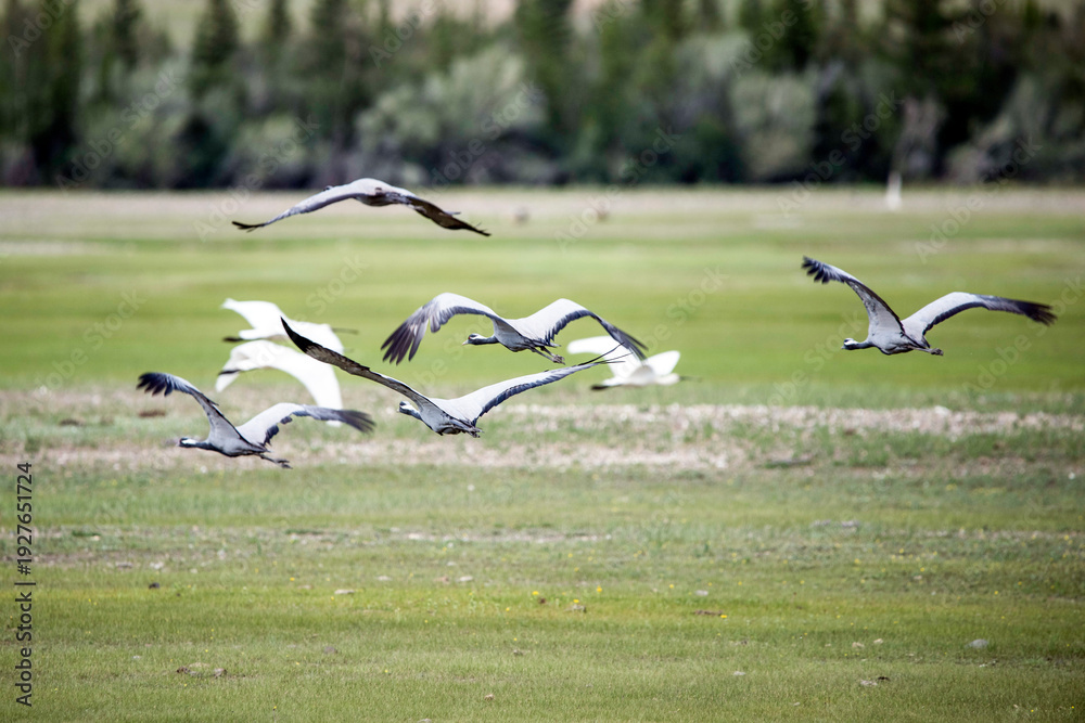 Fototapeta premium Common cranes birds ( Grus grus )