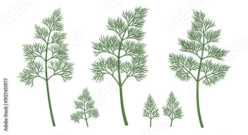 Collection of several sprigs of fresh green dill of various sizes arranged vertically against a plain white background.