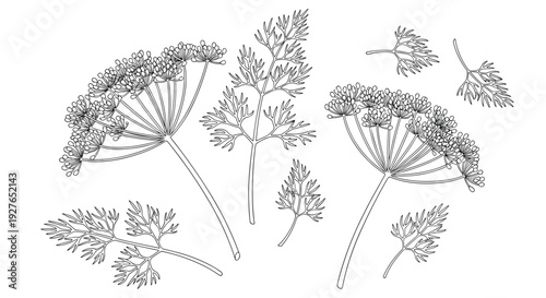 Intricate black and white line art illustration of several dill sprigs and flowering umbel heads on a white background.