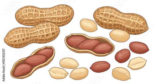 Comprehensive collection of peanuts including whole pods in shells, partially opened shells, and loose individual kernels on white.