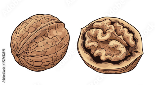 Detailed illustration shows a whole walnut in its textured shell next to a walnut half revealing the brain-shaped kernel.