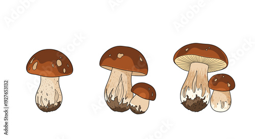 Collection of forest mushrooms known as porcini or boletus edulis illustrated in a detailed cartoon style on a white background.