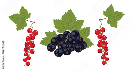 Vibrant bunches of ripe red and black currants accompanied by green leaves shown in a clean digital illustration against white.