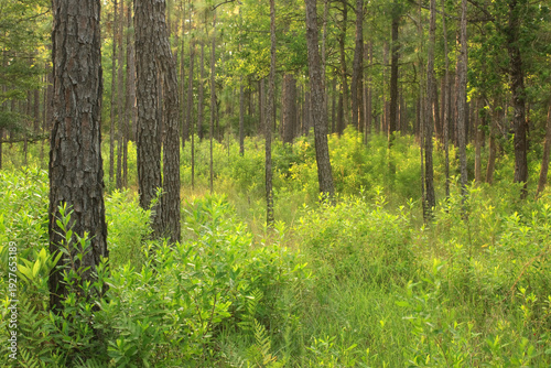 Bild auf Leinwand Longleaf pine forest in a spring afternoon in Big Thicket National Preserve in T