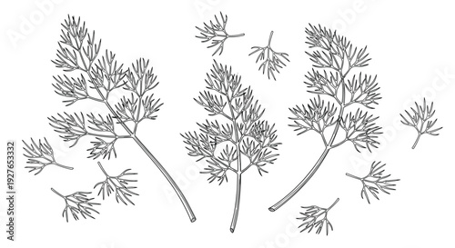 Artistic black and white line drawing of multiple dill sprigs and individual feathery leaves scattered across a white surface.