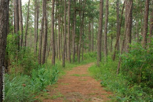 Принти на полотні Sundew trail passes through a longleaf pine forest in Big Thicket National Prese