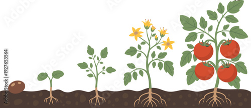 Tomato plant growth stages from seed to ripe fruit, gardening agriculture vector illustration isolated on white background