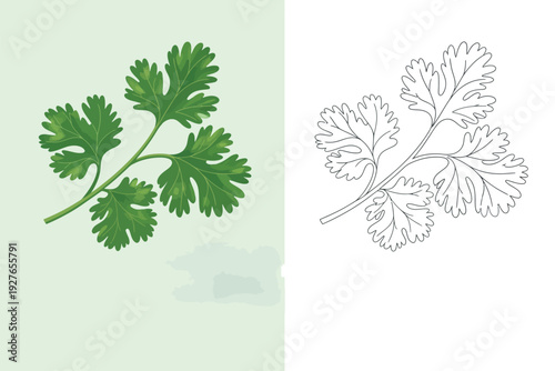 Fresh cilantro herb leaves and outline drawing