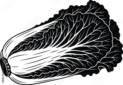 A detailed black and white illustration of napa cabbage with crisp lines perfect for design on transparent background silhouette high quality