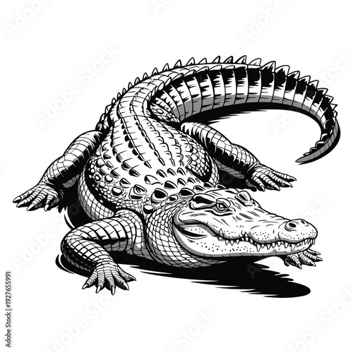 alligator