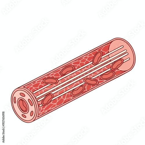 Illustration of a Cylindrical Blood Vessel with Circulating Red Blood Cells