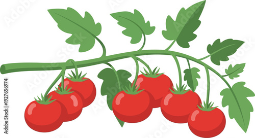 A vibrant tomato branch with lush green leaves and ripe red fruits presented as a silhouette on transparent background high quality