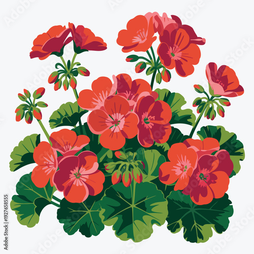 Foto Vibrant red geranium flowers with green leaves isolated on white background