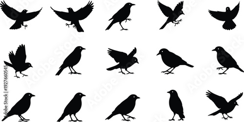 Collection of black bird silhouettes in various poses