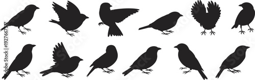 Silhouette collection of birds in flight and standing poses, vector illustration, avian design icons, wildlife nature art elements set