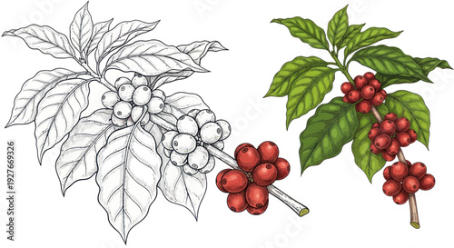 Coffee Plant Branch with Ripe Red Berries and Leaves, Line Art and Color Illustration