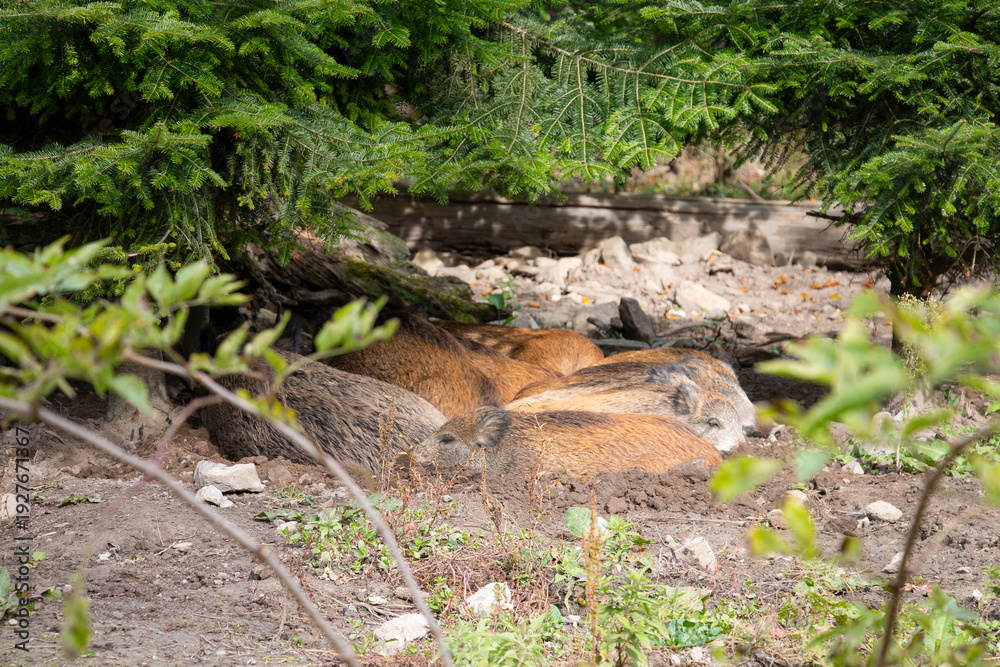 Obraz premium wild boar piglets resting in forest shade
