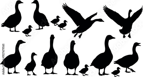 Black silhouette collection of wild geese and cute goslings flying and standing isolated on white background for nature vector design