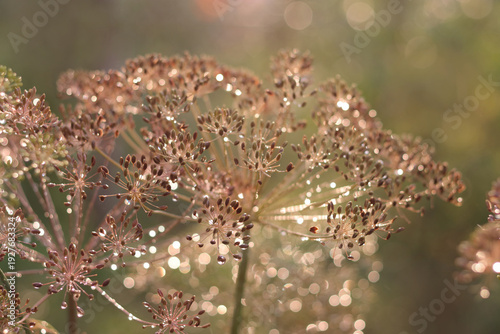 Photography Dill inflorescence with seeds and dew drops in soft morning light on a blurred background