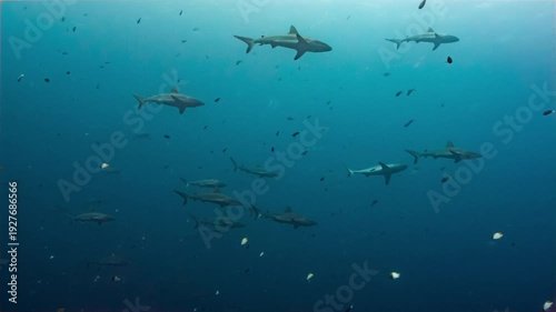 Wallpaper Mural Large numbers of Grey Reef Sharks swim in open water of Palau's shark sanctuary Torontodigital.ca
