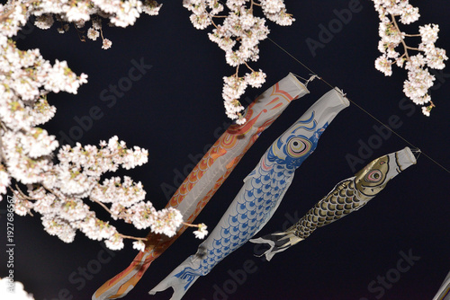 Carp streamers flying in the Japanese sky and cherry blossoms at night