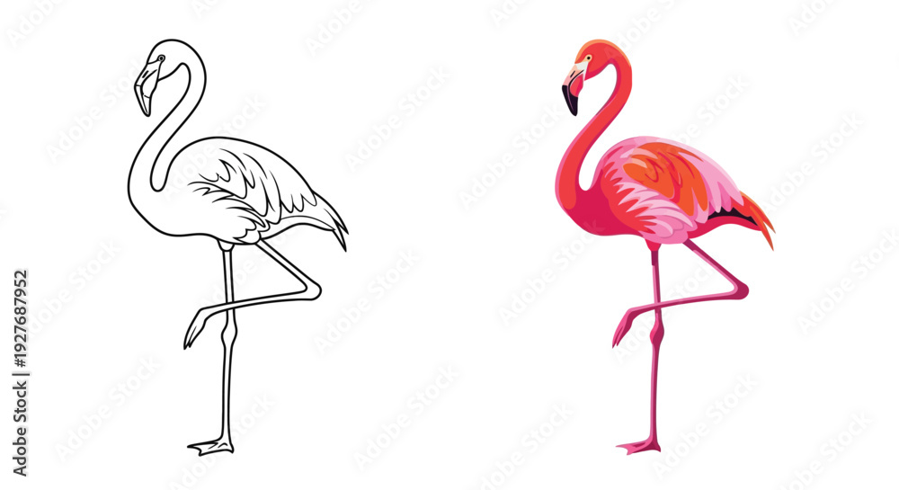 Obraz premium Colorful vibrant flamingo bird standing elegantly on one leg displayed side by side with a simple outline version vector graphic illustration