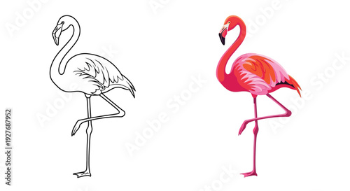 Colorful vibrant flamingo bird standing elegantly on one leg displayed side by side with a simple outline version vector graphic illustration