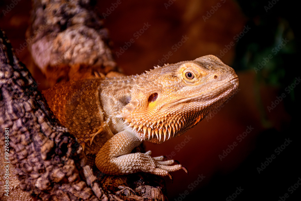 Obraz premium bearded dragon lizard