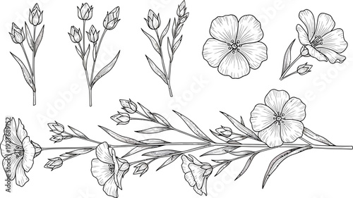 Detailed botanical line art illustration of flax flowers and buds on white background