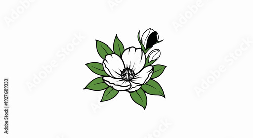 Illustration of a white magnolia flower with buds and green leaves