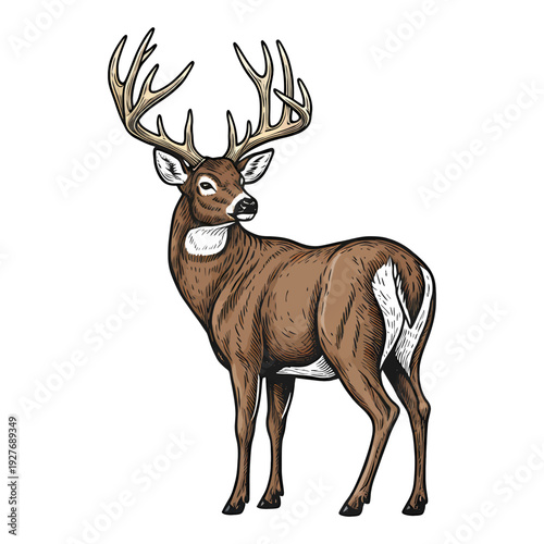Majestic whitetail deer buck with large antlers standing isolated on white background