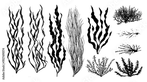 Underwater vine kit including kelp strands and moss, vector illustration set
