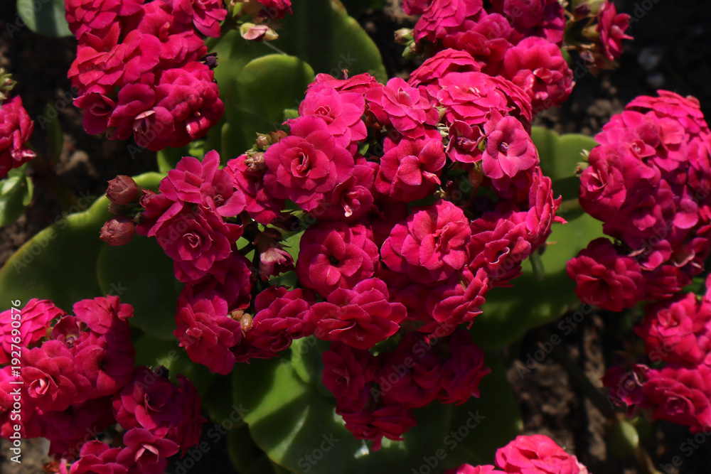 Fototapeta premium Bright pink Kalanchoe flowers in the garden.