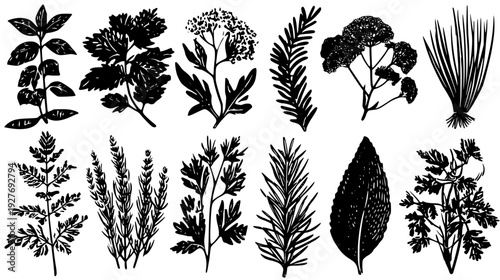 Herb variety family with aromatic leaves and plant markers, vector set