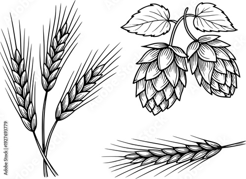 Black and White Line of Barley Stalks and Hops Cones White Background wheat grain