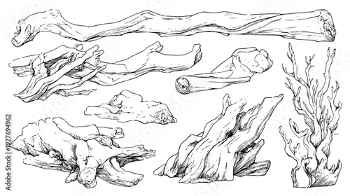 Ancient wood kit including gnarled roots and bark art, vector illustration set