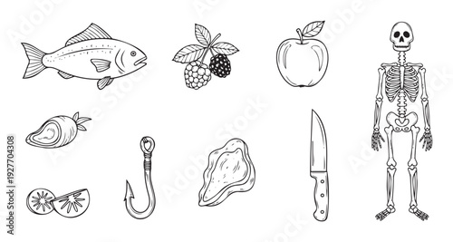 A comprehensive collection of line drawings featuring fish, various fruits, meat cuts, and a full human skeleton, useful for educational content or health and culinary related applications.